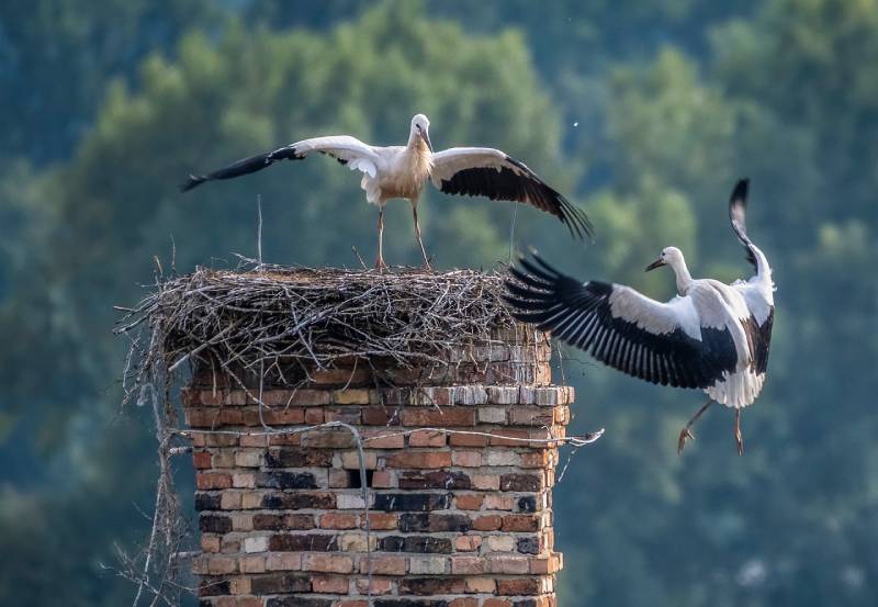 Professional Chimney Animal Removal Services in Little Elm, Texas