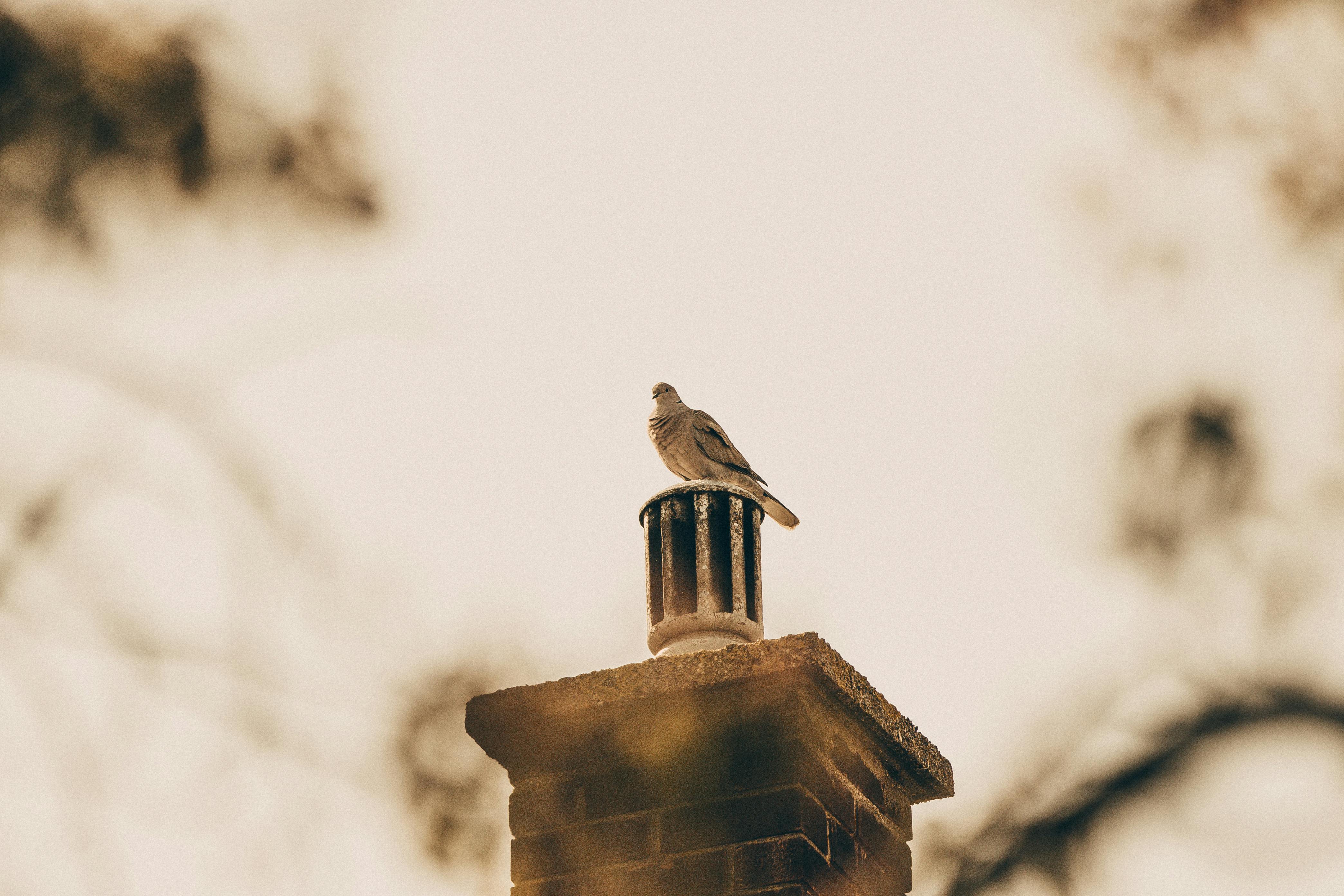 Professional Chimney Cap and Damper In Little Elm Texas